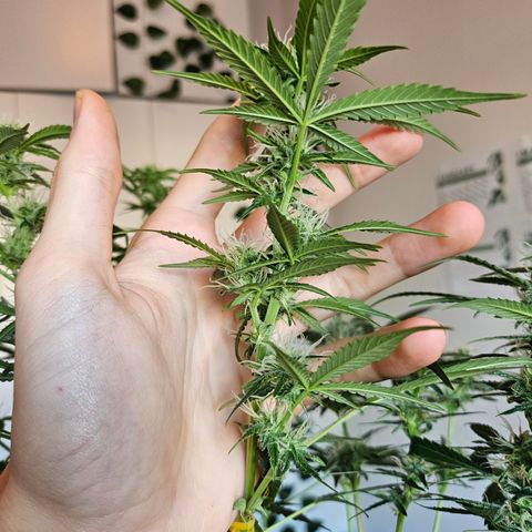 Nancy growlog timeline photo