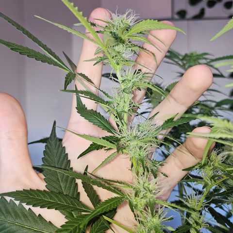 Nancy growlog timeline photo