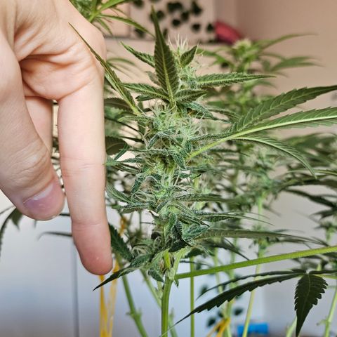 Nancy growlog timeline photo