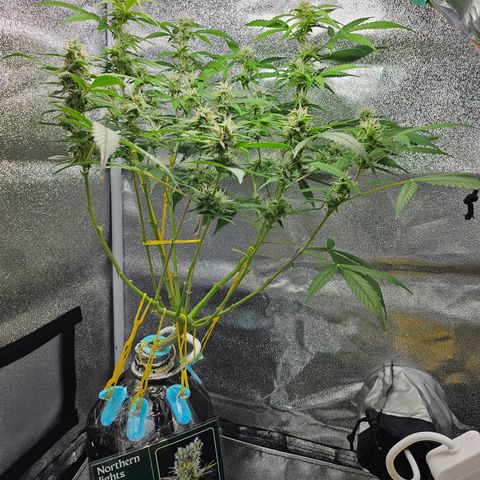 Nancy growlog timeline photo