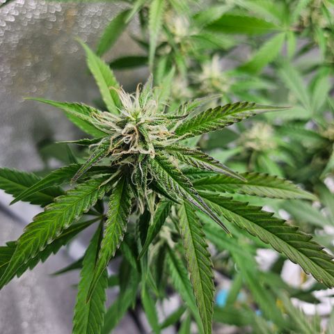 Nancy growlog timeline photo