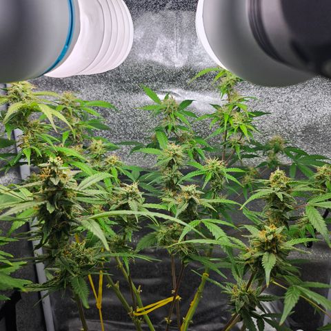 Nancy growlog timeline photo