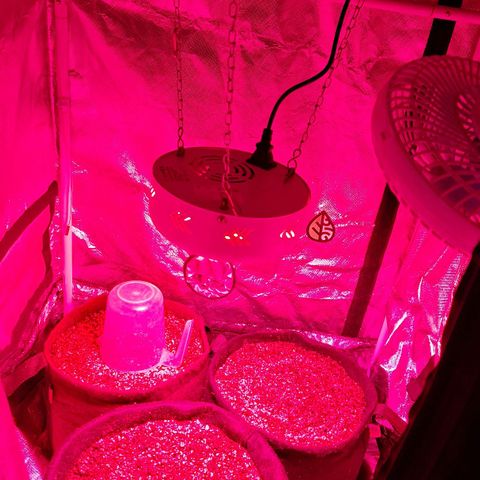 Margô (Sweet Breeze) growlog photo: Logo após ir para a terra em horas se adaptou e já buscou a luz mostrando suas primeiras folhinhas.
Infelizmente perdi as fotos desse período de busca da luz e abertura dos cotiledones.
