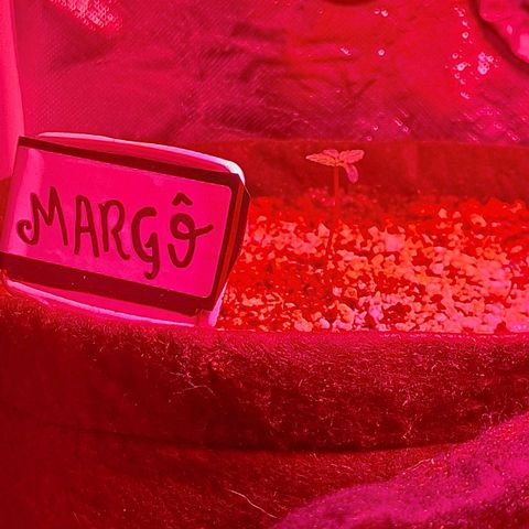 Margô (Sweet Breeze) growlog photo: Crescimento acelerado desde a colocação de nutrientes inicial.