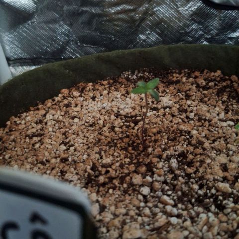 Margô (Sweet Breeze) growlog photo: Foto 2