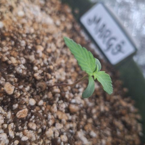 Margô (Sweet Breeze) growlog photo: Crescendo, growing / Luz branca.
Ambiente full spectrum 200w