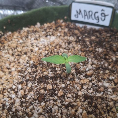Margô (Sweet Breeze) growlog photo: Crescendo, growing / Luz branca.
Ambiente full spectrum 200w