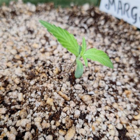 Margô (Sweet Breeze) growlog photo: Foto antes dela ir dormir, pós rega.. bem gostosinho