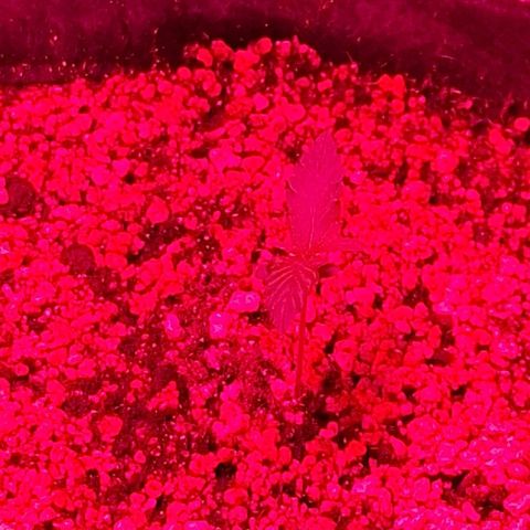 Margô (Sweet Breeze) growlog photo: Evolução constante