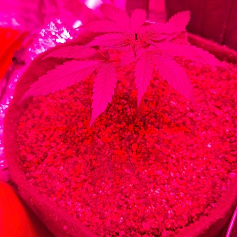 Margô (Sweet Breeze) growlog photo: Foto sweet breeze