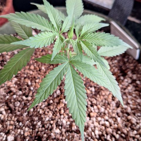 Margô (Sweet Breeze) growlog photo: Sweet breeze 1 