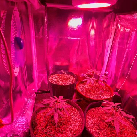Margô (Sweet Breeze) growlog photo: FOTOS DIA DA REGA 
