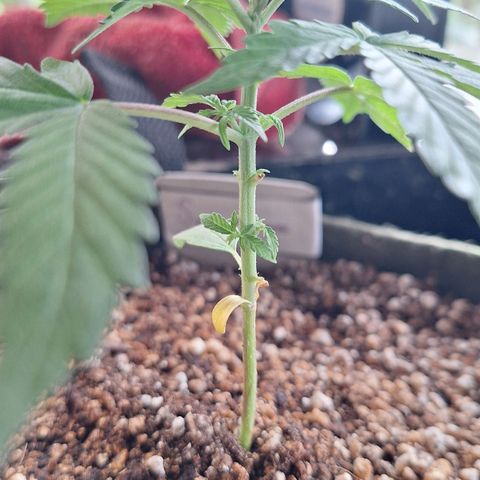 Margô (Sweet Breeze) growlog photo: Sweet breeze 1 