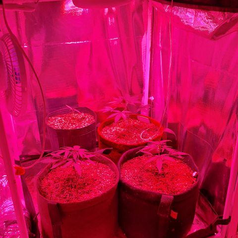 Margô (Sweet Breeze) growlog photo: FOTOS DIA DA REGA 