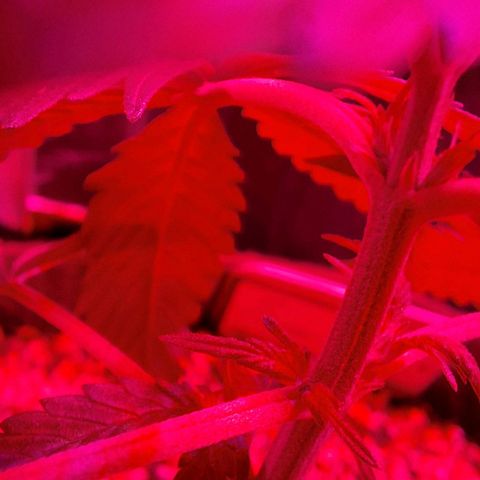 Margô (Sweet Breeze) growlog photo: Sweet breeze macro fêmea 