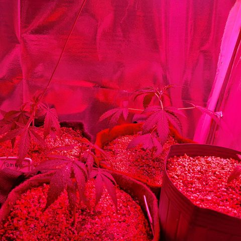 Margô (Sweet Breeze) growlog photo: Sempre regando perto do horário de desligar as luzes, hoje não deu tempo de tirar as fotos uma por uma.. 