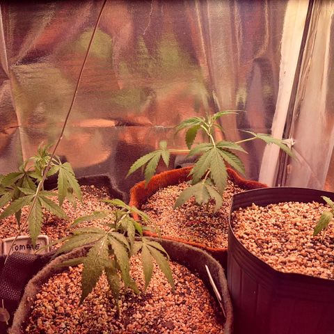 Margô (Sweet Breeze) growlog photo: Fotos com óculos Vivosun verde, incrível. 
Comprei também um ventilador maravilhoso deles em breve mando notícias.