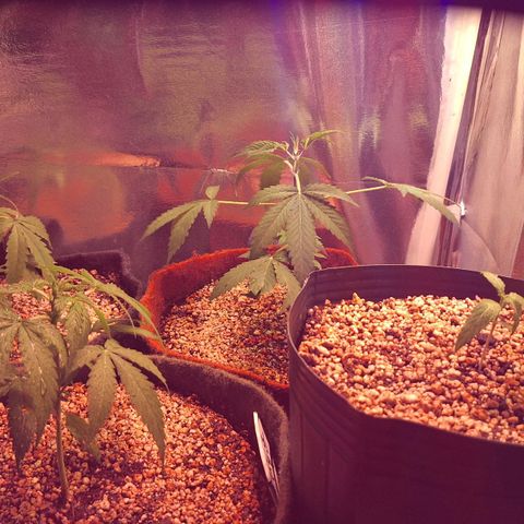 Margô (Sweet Breeze) growlog photo: Fotos com óculos Vivosun verde, incrível. 
Comprei também um ventilador maravilhoso deles em breve mando notícias.