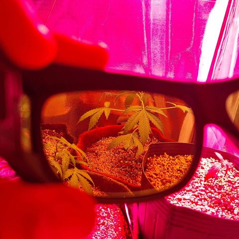 Margô (Sweet Breeze) growlog photo: Fotos com óculos Vivosun verde, incrível. 
Comprei também um ventilador maravilhoso deles em breve mando notícias.