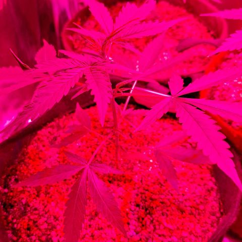 Margô (Sweet Breeze) growlog photo: Fotos rega e amarras na gsc