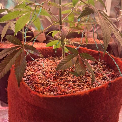 Margô (Sweet Breeze) growlog photo: Fotos rega e amarras na gsc