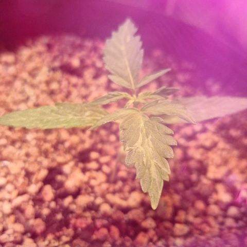 Margô (Sweet Breeze) growlog photo: Fotos rega e amarras na gsc