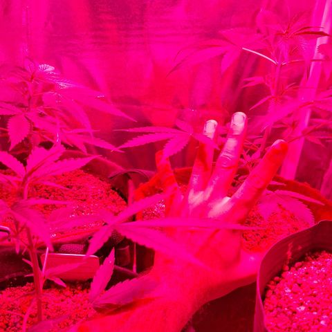 Margô (Sweet Breeze) growlog photo: Fotos rega e amarras na gsc