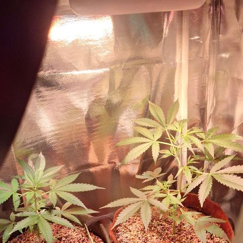 Margô (Sweet Breeze) growlog photo: Fotos rega e amarras na gsc