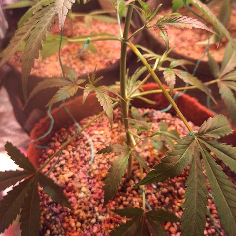 Margô (Sweet Breeze) growlog photo: Fotos rega e amarras na gsc