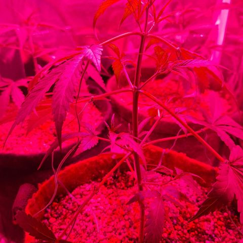 Margô (Sweet Breeze) growlog photo: Fotos rega e amarras na gsc