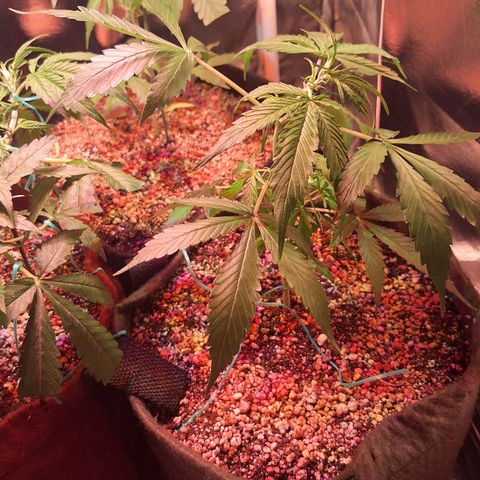 Margô (Sweet Breeze) growlog photo: Fotos / Lst 