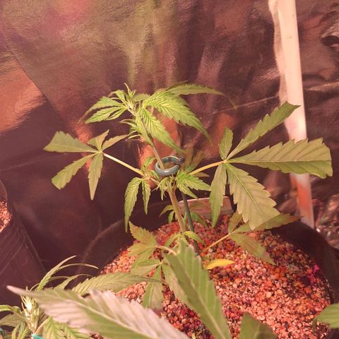 Margô (Sweet Breeze) growlog photo: Fotos / Lst 