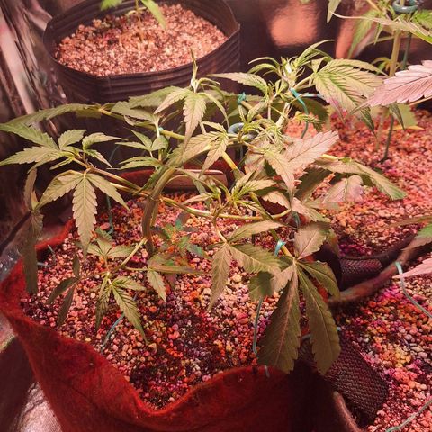 Margô (Sweet Breeze) growlog photo: Fotos / Lst 