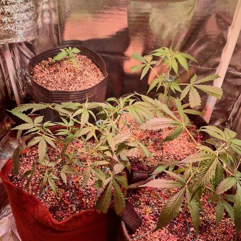 Margô (Sweet Breeze) growlog photo: Fotos / Lst 