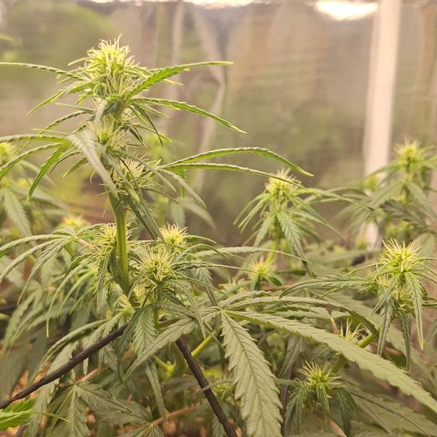 Margô (Sweet Breeze) growlog photo: Fotos rega 