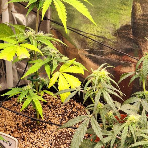 Margô (Sweet Breeze) growlog photo: Fotos rega 