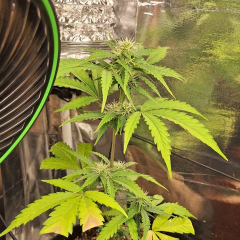 Margô (Sweet Breeze) growlog photo: Fotos rega 