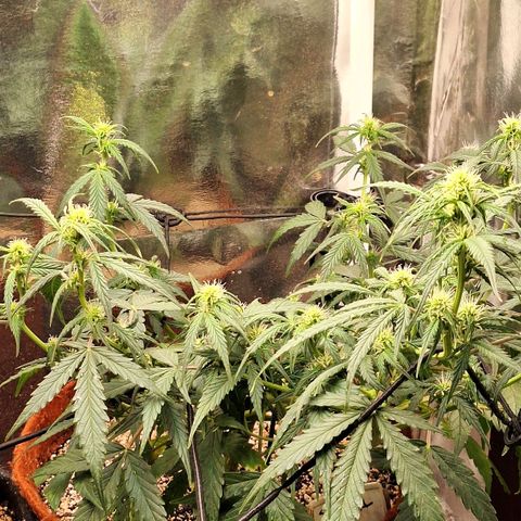 Margô (Sweet Breeze) growlog photo: Fotos rega 