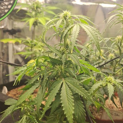 Margô (Sweet Breeze) growlog photo: Fotos rega 