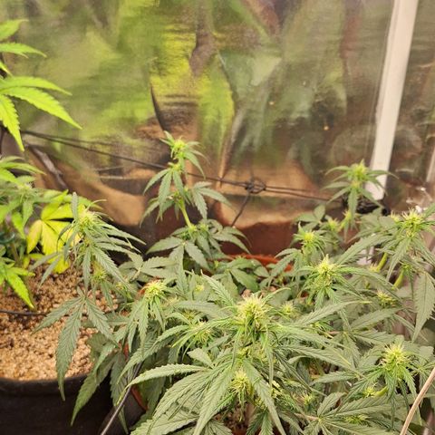 Margô (Sweet Breeze) growlog photo: Fotos rega 