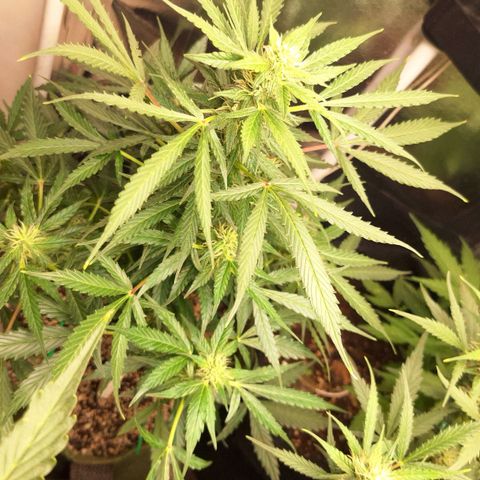 Margô (Sweet Breeze) growlog timeline photo