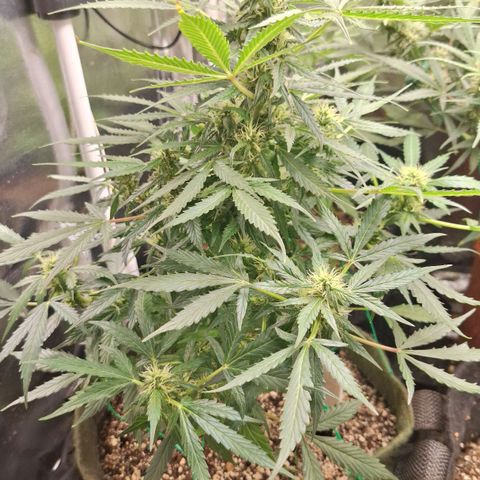 Margô (Sweet Breeze) growlog photo: Semana 4 flora 