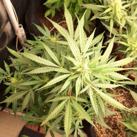 Margô (Sweet Breeze) growlog timeline photo