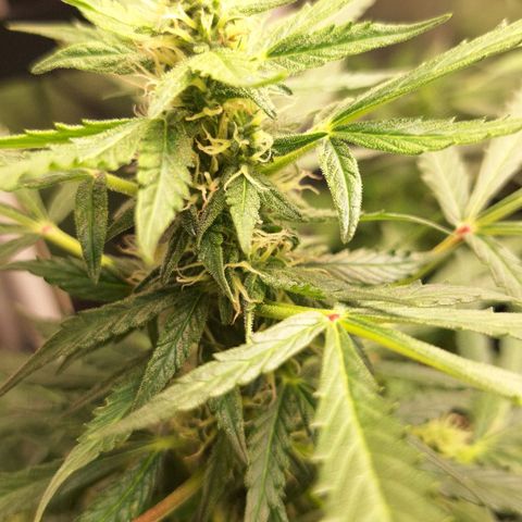 Margô (Sweet Breeze) growlog timeline photo