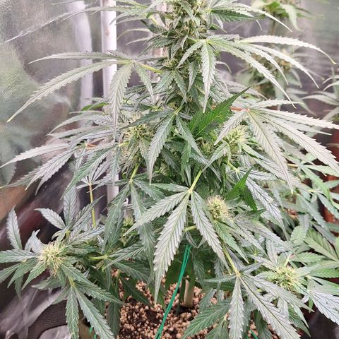 Margô (Sweet Breeze) growlog timeline photo