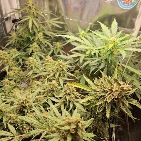 Margô (Sweet Breeze) growlog timeline photo