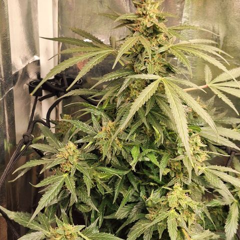 Margô (Sweet Breeze) growlog photo: Atualização ( Somente água por 6 dias) // Pré colheita 