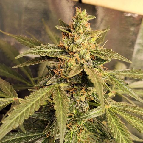 Margô (Sweet Breeze) growlog photo: Atualização ( Somente água por 6 dias) // Pré colheita 