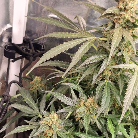 Margô (Sweet Breeze) growlog timeline photo