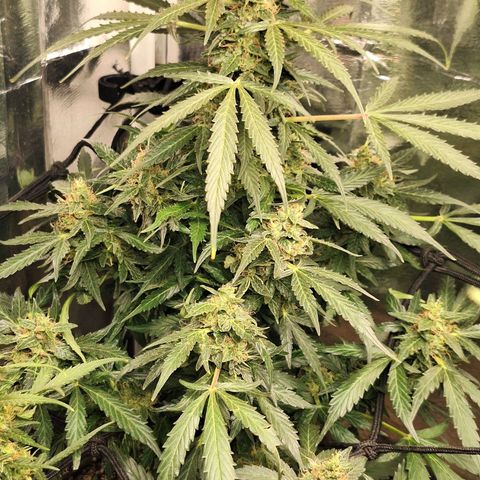 Margô (Sweet Breeze) growlog photo: Mais fotos dela 